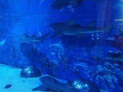 -成都浩海立方海洋公园