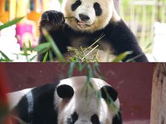 -杭州野生动物世界