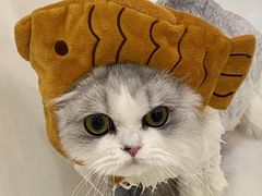 -momokira米努特·德文卷毛猫·棉花面纱犬