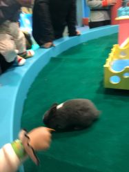 -酷嗒动物文化乐园(cutezoo西溪乐天城店)