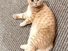 -唐小姐の私宠·宠物洗护美容·撸猫馆·购宠(周浦万达旗舰店)