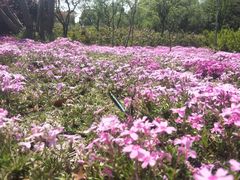 -昆山城市生态森林公园