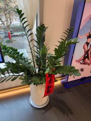 -名媛颜蕙·LPG官方旗舰店