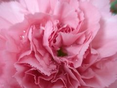 -花木兰花艺MULAN(温馨花园店)