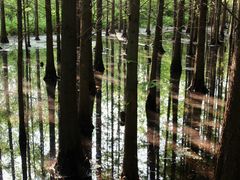 -桤木河湿地公园