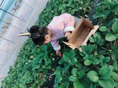 -恒绿农产品草莓采摘园