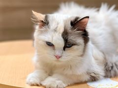 -藏猫猫咖啡主题馆(中央大道店)