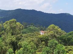 -雁南飞茶田景区