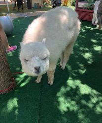 -萌宠亲子动物乐园(槐房万达店)