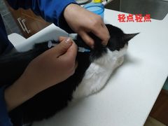 -美联众合宠物医院·爱萌分院·内外科·猫科中心