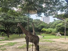 -深圳野生动物园