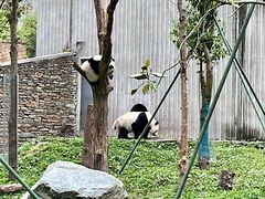 -卧龙中华大熊猫苑神树坪基地