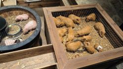 -酷嗒动物文化乐园(cutezoo西溪乐天城店)