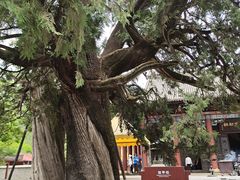 -黄帝陵