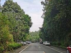 -铁山坪森林公园