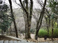 -上海佘山国家森林公园西佘山园