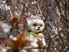 -超宠爱宠物摄影-Super pet
