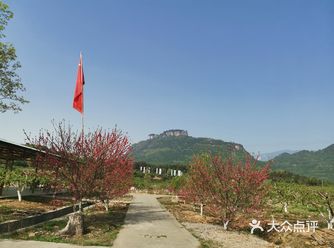 画屏湾樵夫农场，主要以脆桃为主，最爱油脆桃和蟠桃