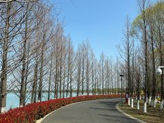 -西京湾花海