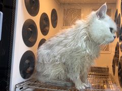 -老吴的猫·猫舍(新区店)