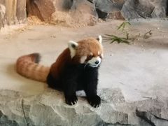 -绿色星球动物主题公园