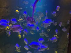 -洛阳龙门海洋馆