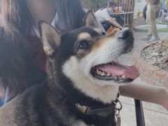 -柴犬高等学院·狗咖·柴犬售卖·宠物训练