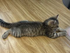 -啵啵喵·猫咖(攀华国际店)
