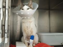 -瑞派·关忠动物医院·猫专科·犬专科(三环新城店)