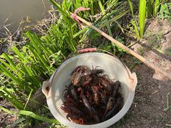 -同銮特种养殖场·龙虾垂钓