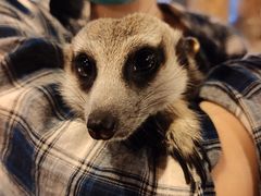 -清迈夜间动物园