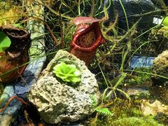 -国家植物园南园