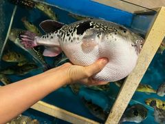 -天正河鲀·河豚亭(大连店)