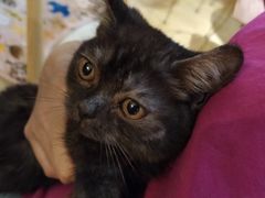 -万小咖.猫咖(中山路天虹店)