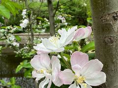 -海棠花溪(元大都城垣遗址公园)