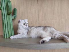 -飞行喵MR PILOT|猫舍·猫咖(静安大融城店)