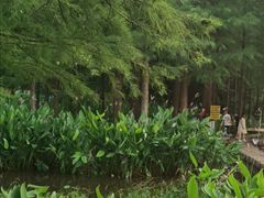 -重庆彩云湖湿地公园