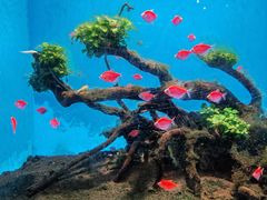 -海合安武汉极地海洋公园