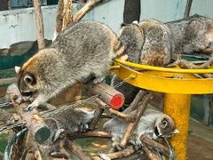 -西霞口神雕山野生动物世界