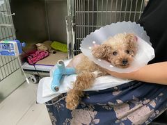 -利又安动物医院··老年病·猫科犬科·中兽医