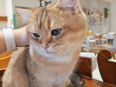 -藏猫猫咖啡主题馆(中央大道店)