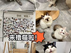 -楼上猫咖(罗湖店)