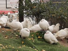 -成都华侨城欢乐里