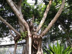 -北京植物园-展览温室