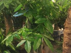 -双季花艺园艺市场(浦东店)
