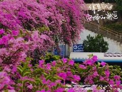 -深圳仙湖植物园