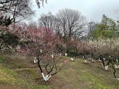 -南京古林公园