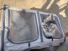 -猫大福·Fortune Cat猫舍(百子湾店)