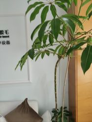 -HEYAN荷妍专业脱毛连锁机构