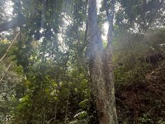 -西双版纳原始森林公园